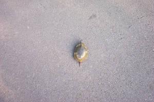 picture_0123.jpg