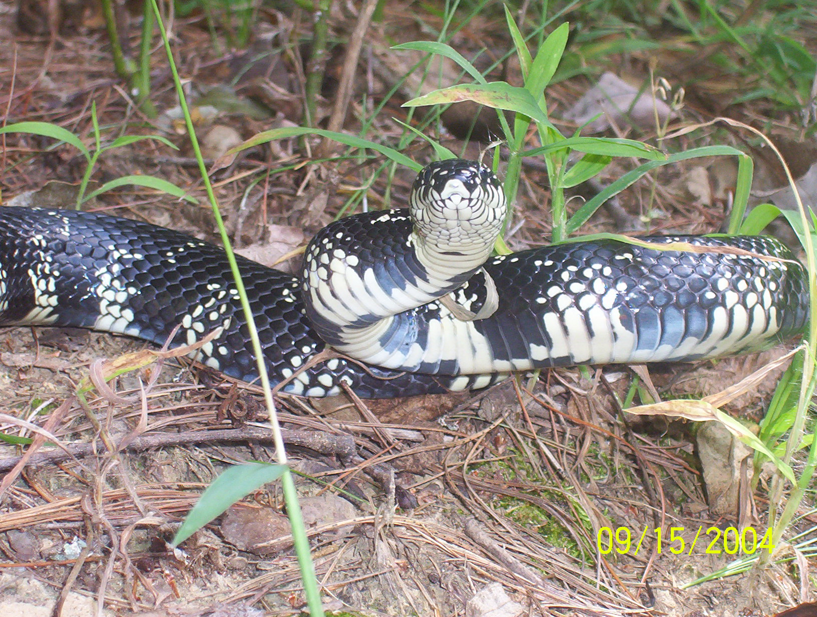 Georgia Snake Identification Chart