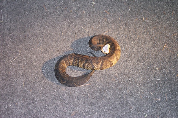 Baby Water Moccasin Snake