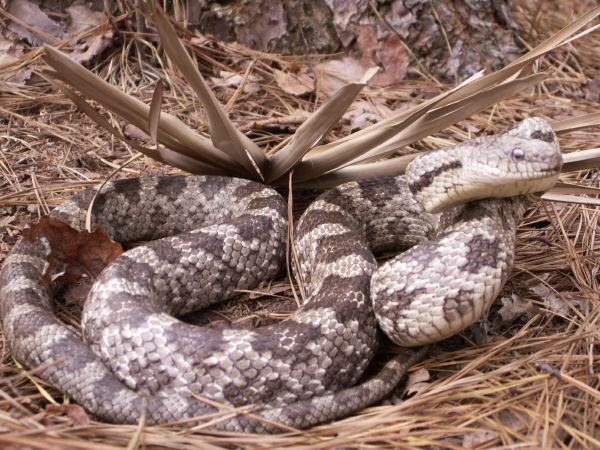 Georgia Snake Identification Chart