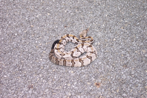 Georgia Snakes Pictures