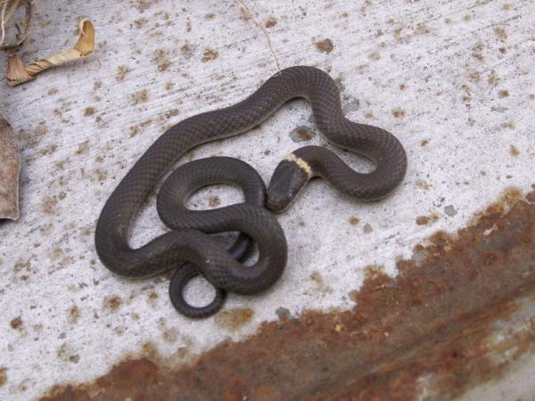 Ringneck Snake